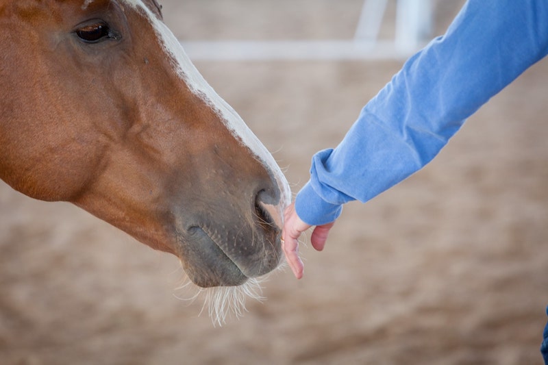 How Effective is Equine Coaching