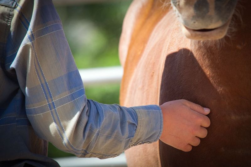 The Healing Power of Horses