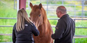 Equine Coaching