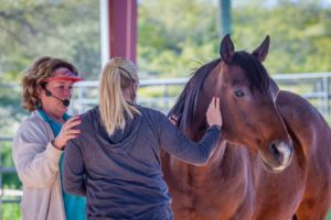 Equine coaching