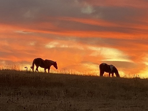 Sunrise Smudge Jr