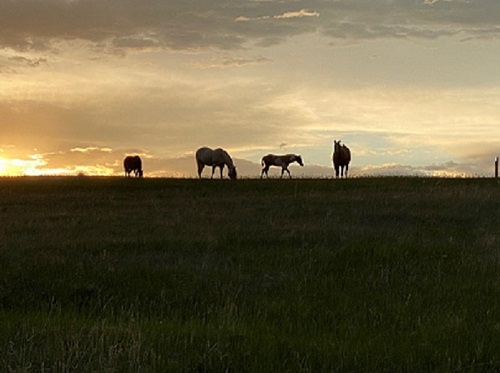 Sunset Horses