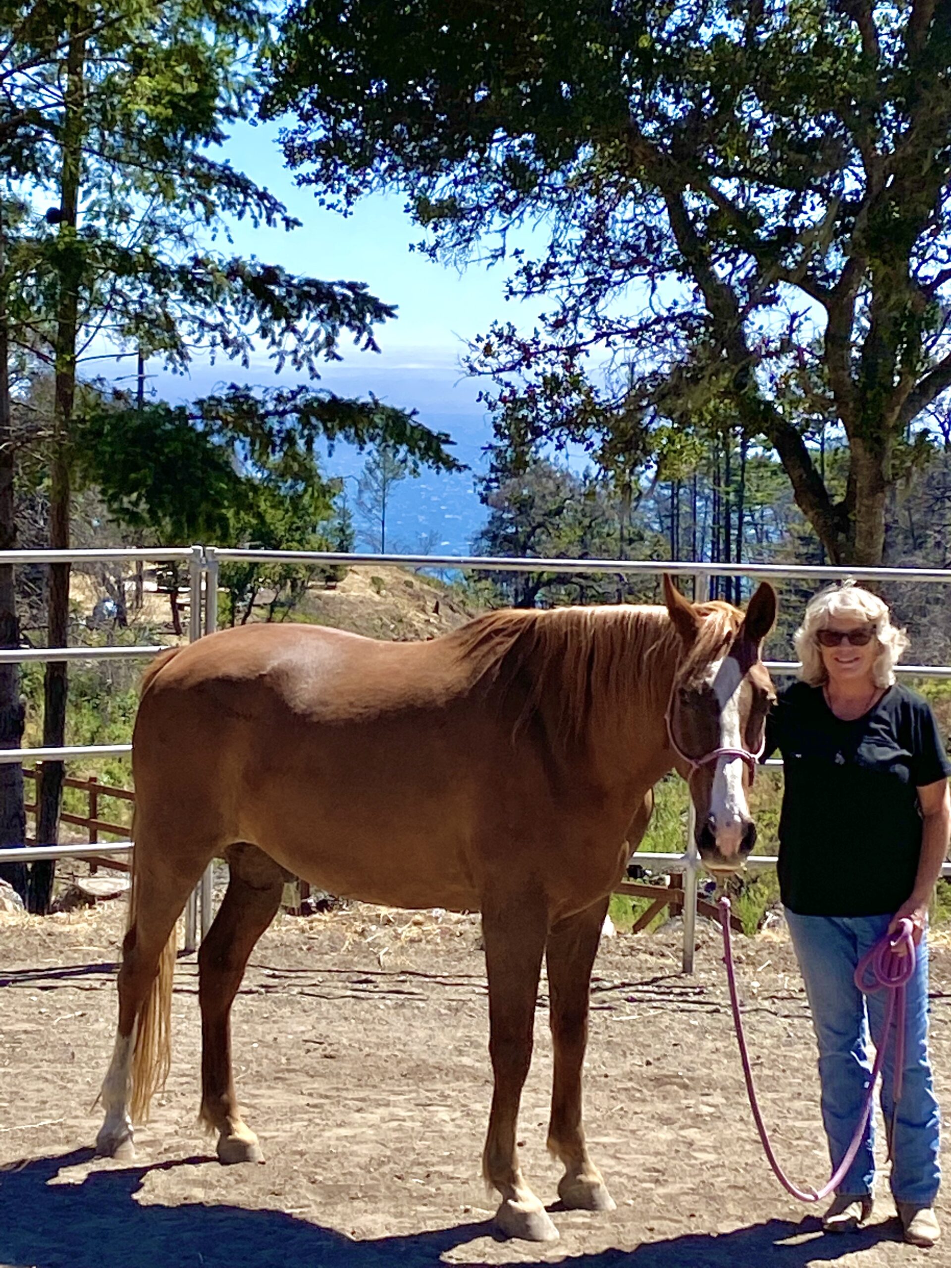 Horse Path to Heart's Quest Touched by a Horse