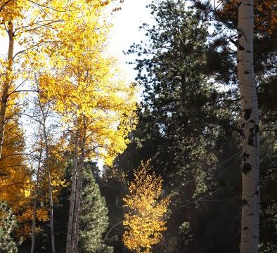 aspen-for-tbah