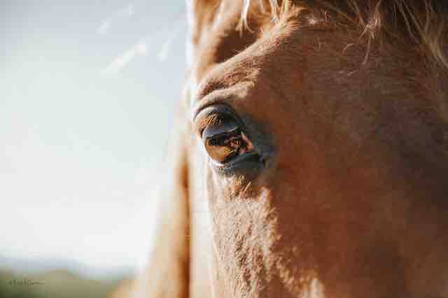 MPV0609©meg-mcguire.com-2